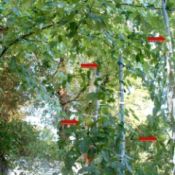 arrows pointing to ripening green tomatoes