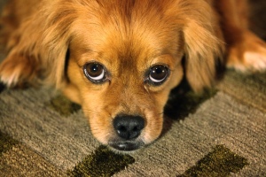 Dog on Carpet