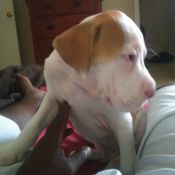 What Breed Is My Dog?