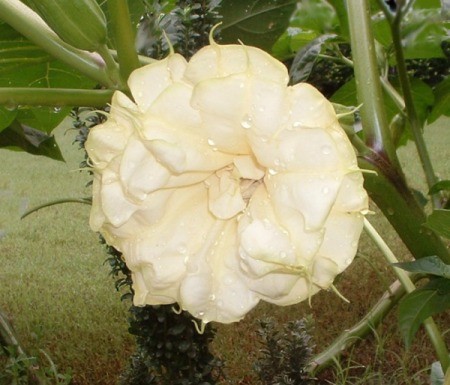 Datura metel bloom