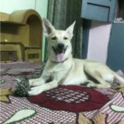 white Shepherd looking dog