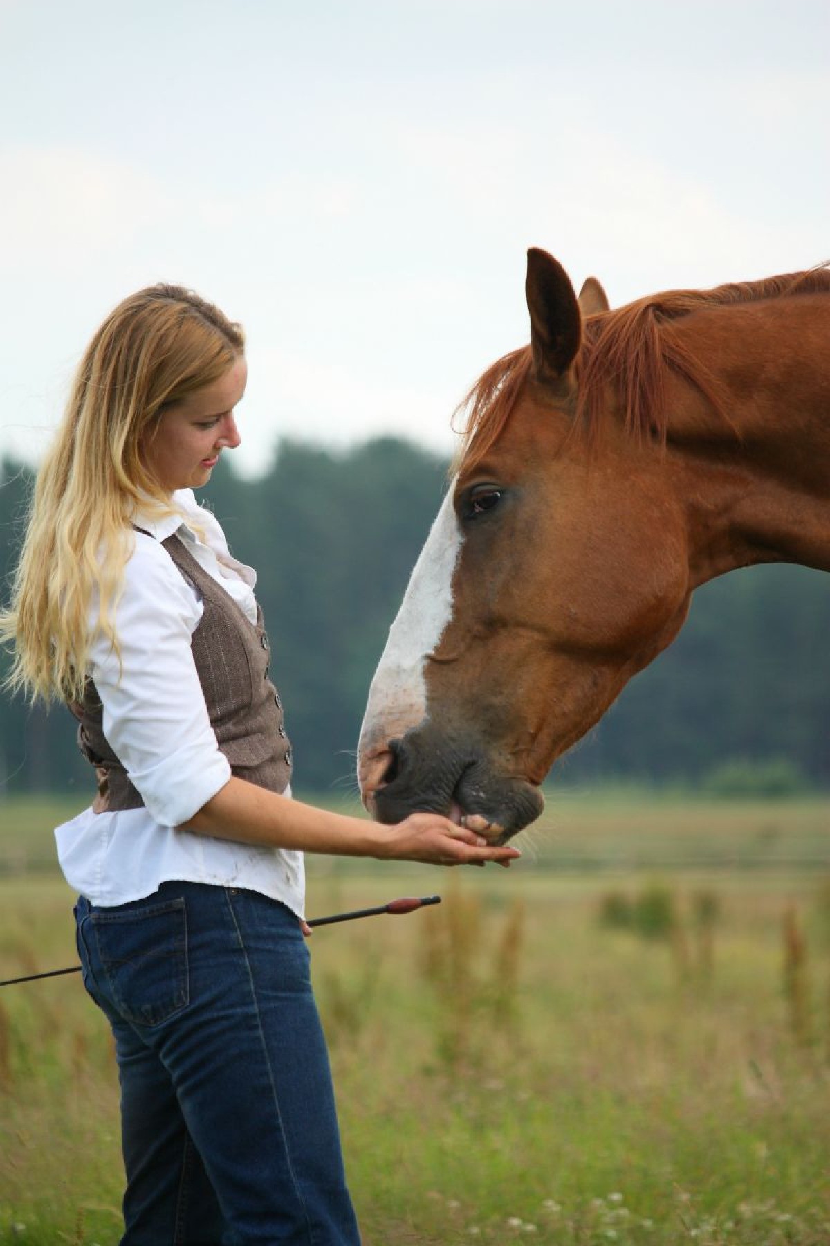 Horse Treat Recipes ThriftyFun Horse Treat Recipes ThriftyFun
