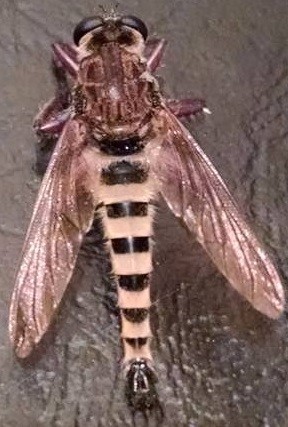 flying insect with striped abdomen