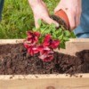 man planting petunias in a planter box