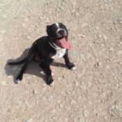 black and white Staffordshire mix