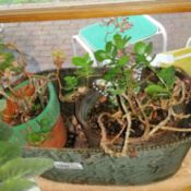 potted plants by window