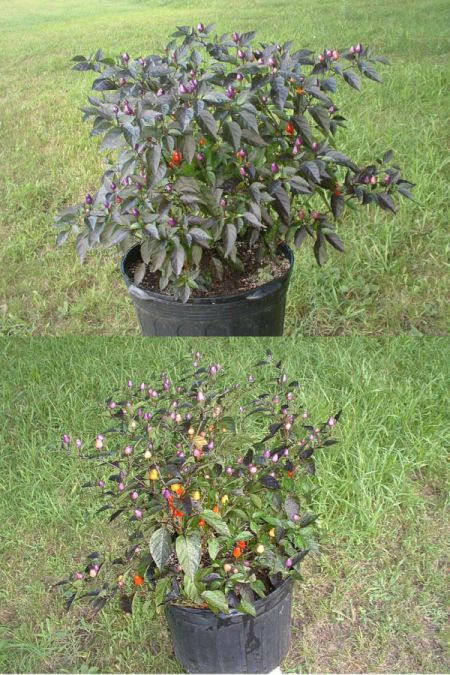 Loco ornamental pepper in bloom.