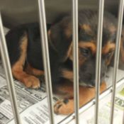 black and brown puppy