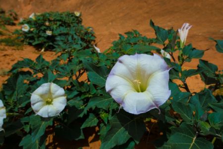 Sacred Datura growing in the red sands of Utah