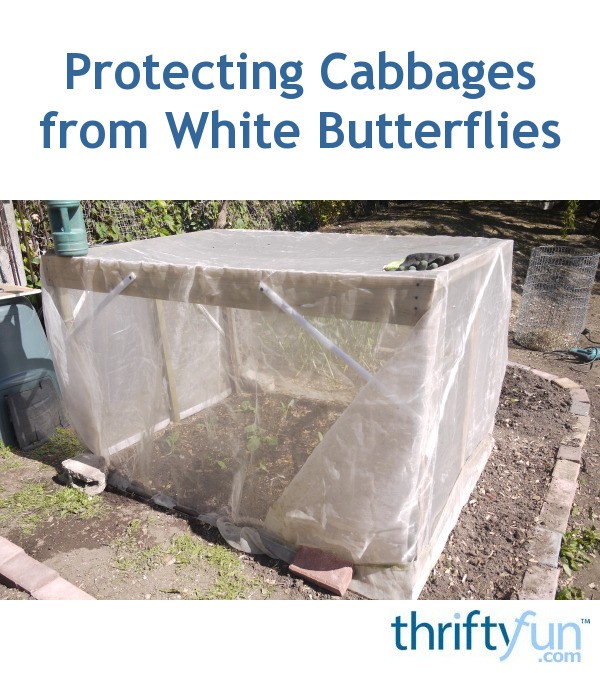 Protecting Cabbages from White Butterflies ThriftyFun