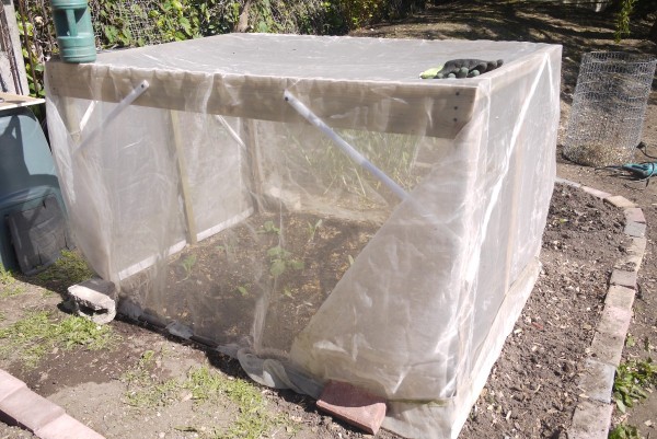 Protecting Cabbages from White Butterflies