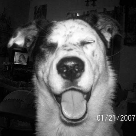 white dog with black on ears and freckles