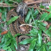 spotted snake on ground