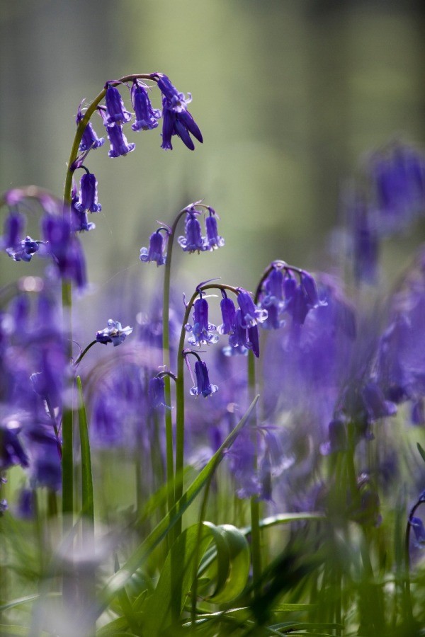 Growing Bluebells (Hyacinthoides) | ThriftyFun