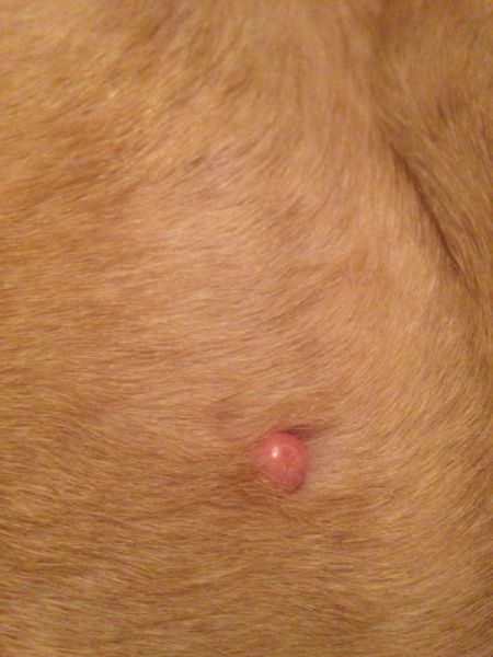 what are the bumps on my dogs skin