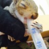 closeup of feeding a baby squirrel