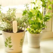 Indoor Gardening | ThriftyFun