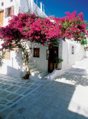 bougainvillea growing on house in Greece