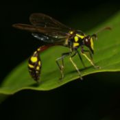 wasp on bright green foliage