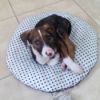 puppy on dog bed