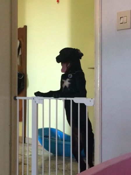 What Breed Is My Dog?