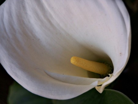 white lily flower with yellow stamen