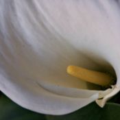 white lily flower with yellow stamen