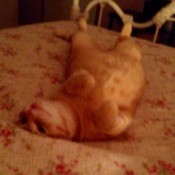 orange cat laying on back