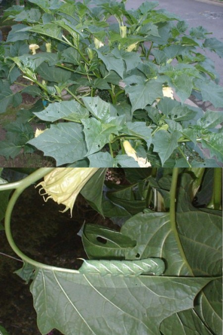 plant and closeup of worm