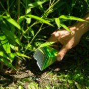 fertilizing plants