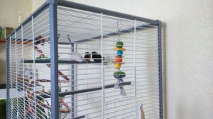 Finches in cage