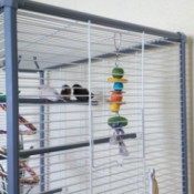 Finches in cage