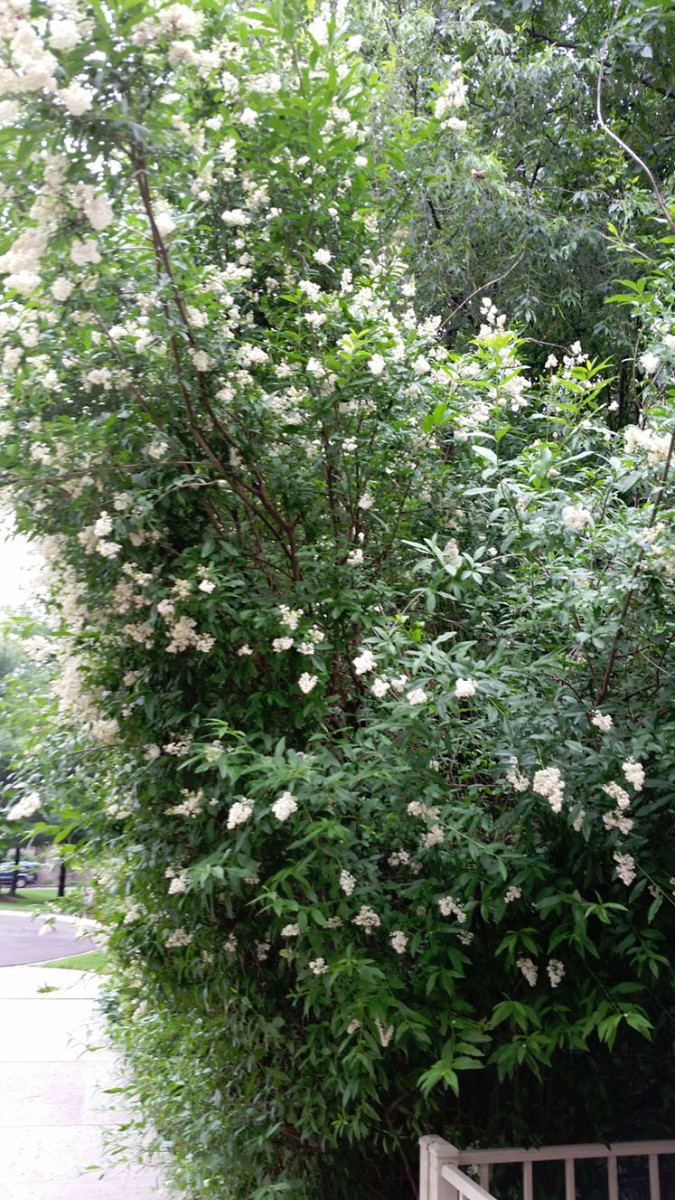 What Is This Garden Plant? | ThriftyFun