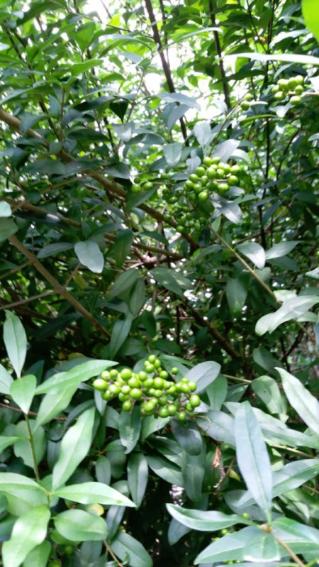 What Is This Garden Plant?