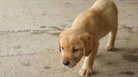 yellow Lab puppy