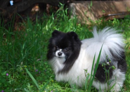 Lucy a black and white Pom