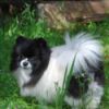 Lucy a black and white Pom