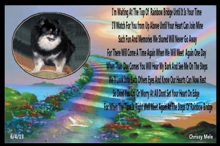Lucy: A Gift From the Rainbow Bridge