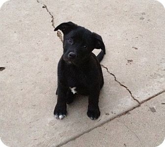 black puppy