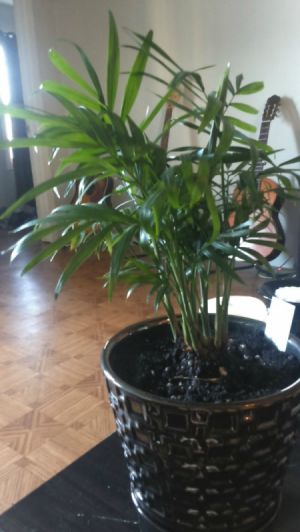 Help Identifying House Plant