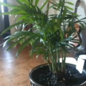 Help Identifying House Plant