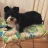 black and white dog on chair cushion