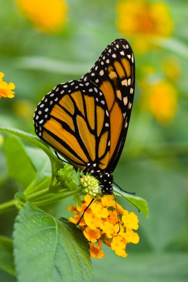 Growing Lantana | ThriftyFun