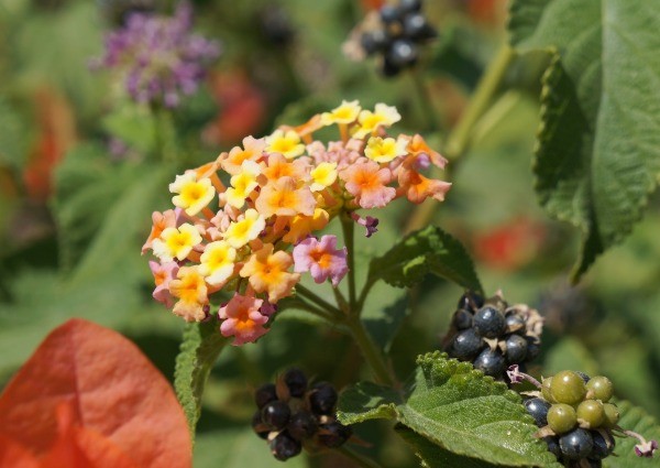 lantana berries