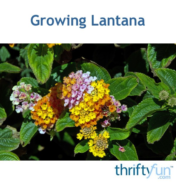 Growing Lantana ThriftyFun