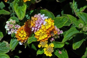 closeup of lantana flowers
