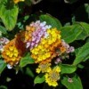 closeup of lantana flowers
