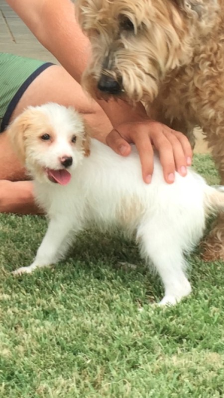 What Breed Is My Dog?