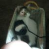 Tabby cat in yarn basket