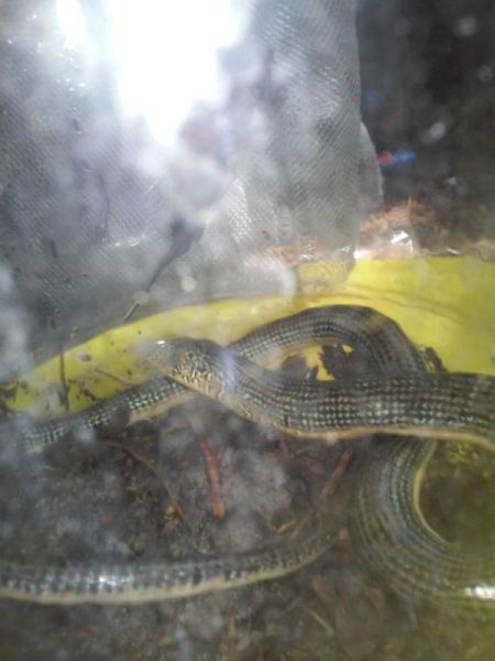 pretty green and black snake